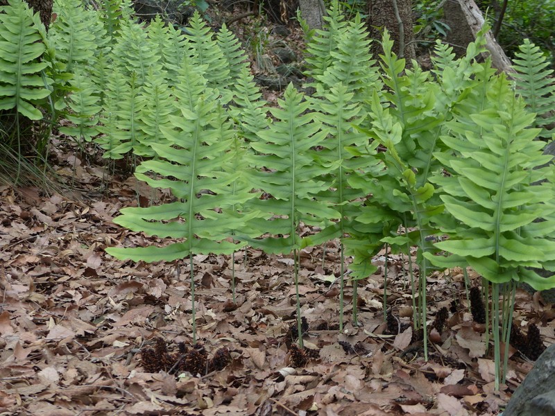 False Golden Polypody photo 4