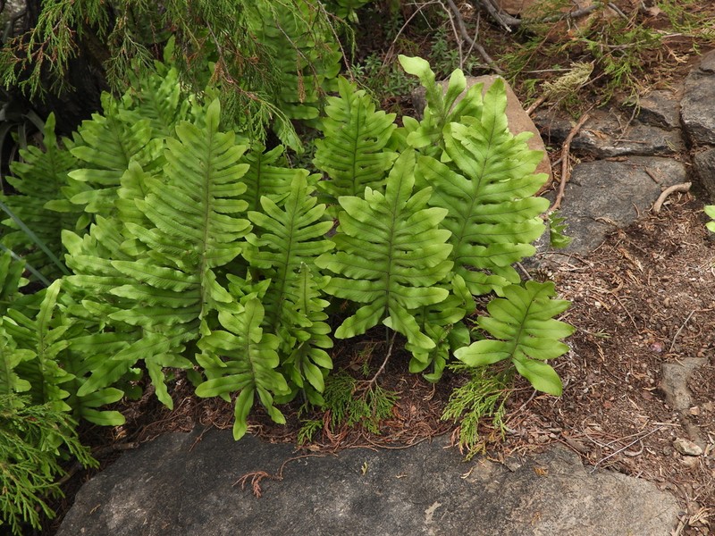 False Golden Polypody photo 5