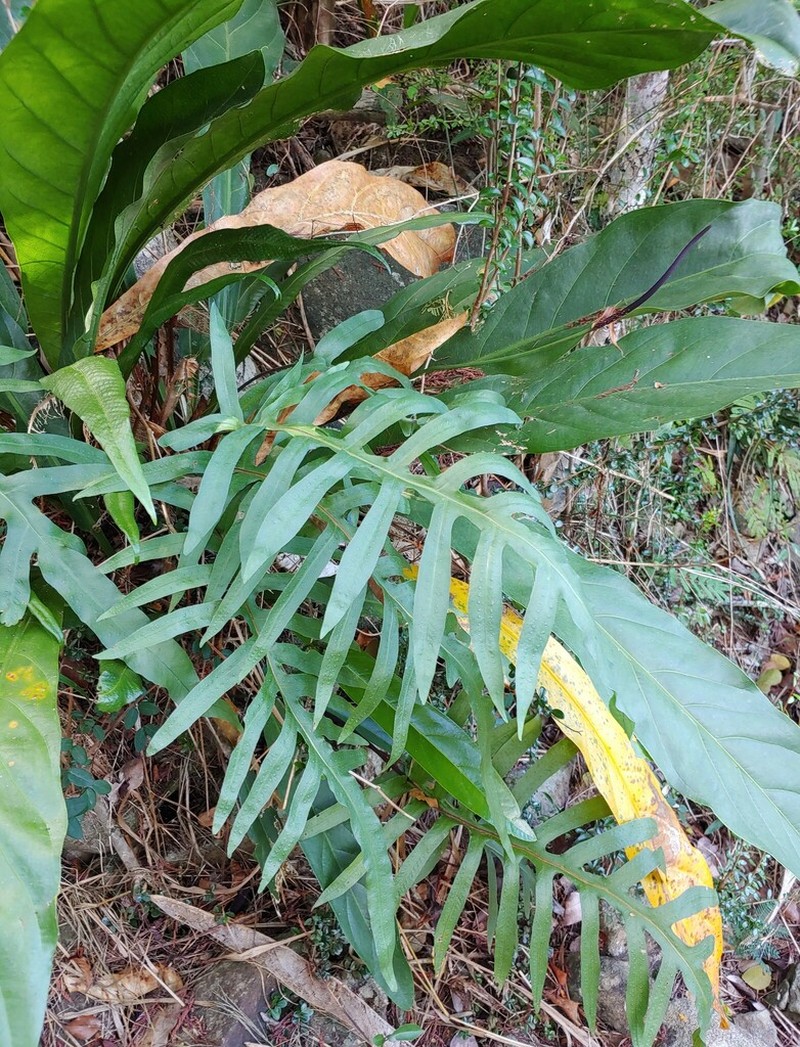 False Golden Polypody photo 6