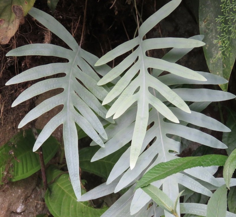 False Golden Polypody photo 7