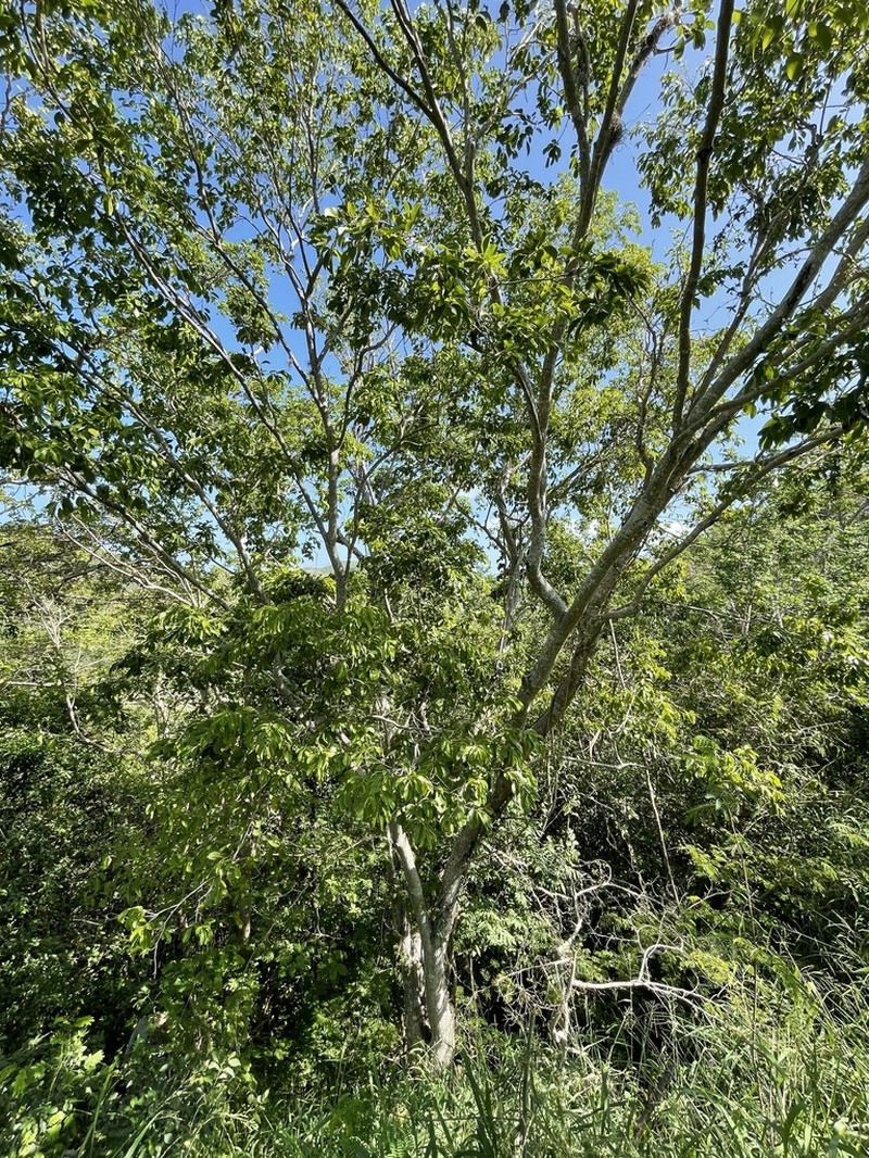 Violet Tree photo 2