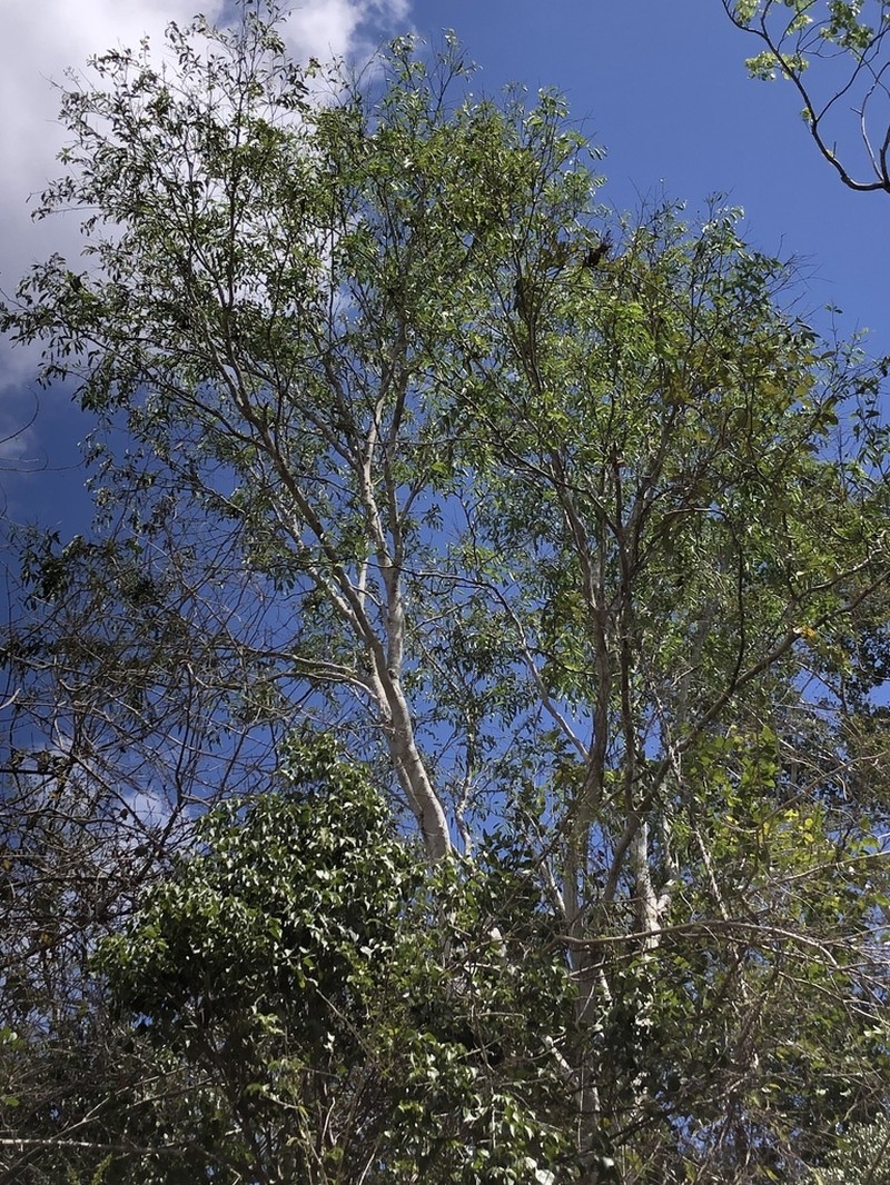 Violet Tree photo 3