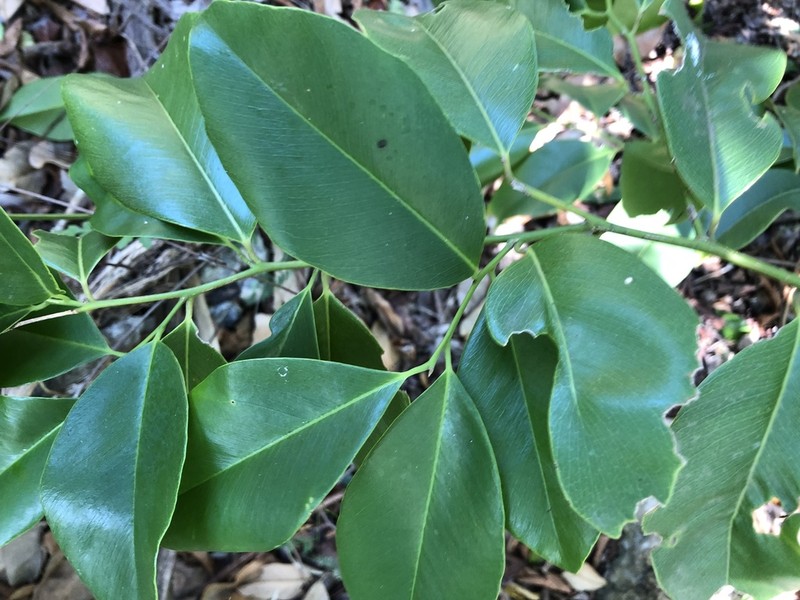 Violet Tree photo 4