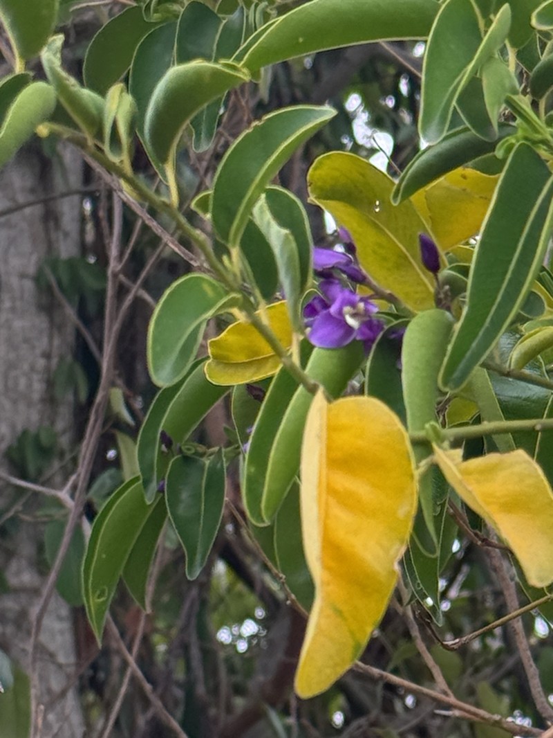 Violet Tree photo 6
