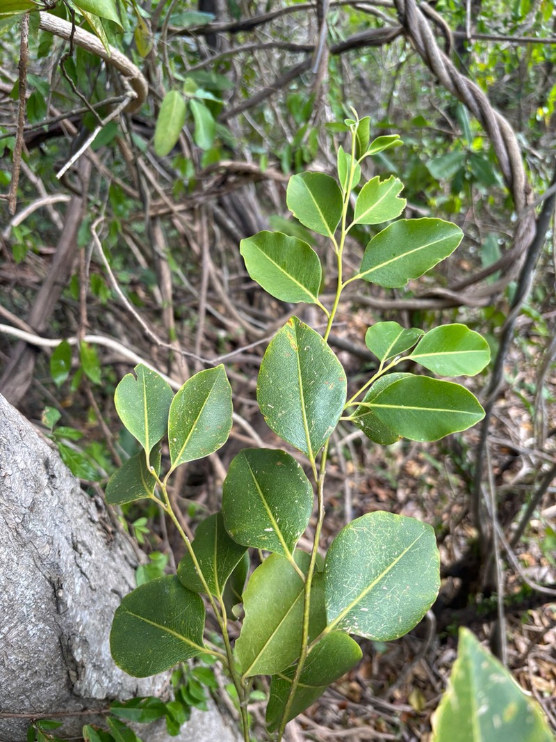Violet Tree photo 7