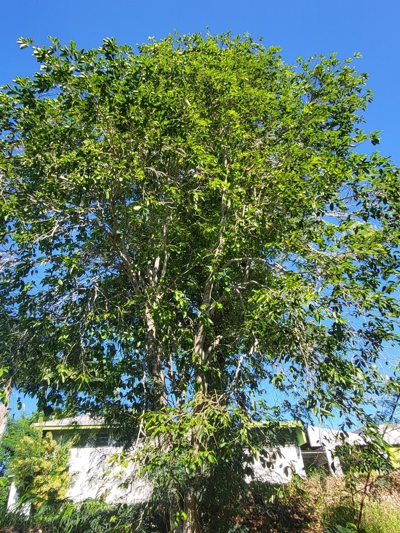 Violet Tree photo 8