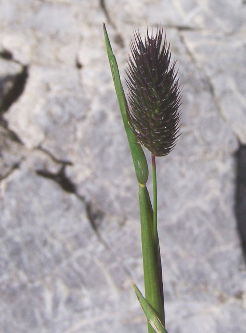 Alpine Timothy