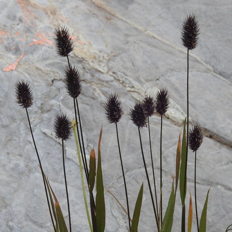 Alpine Timothy photo 2