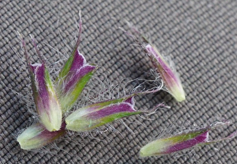 Alpine Timothy photo 3
