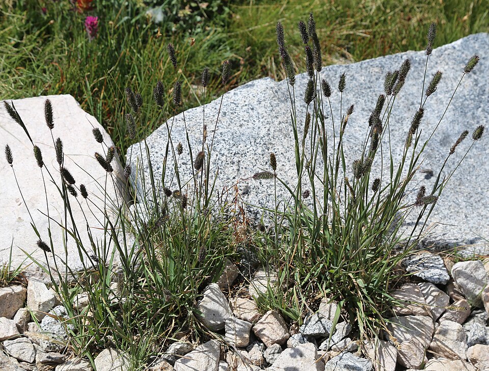 Alpine Timothy photo 4