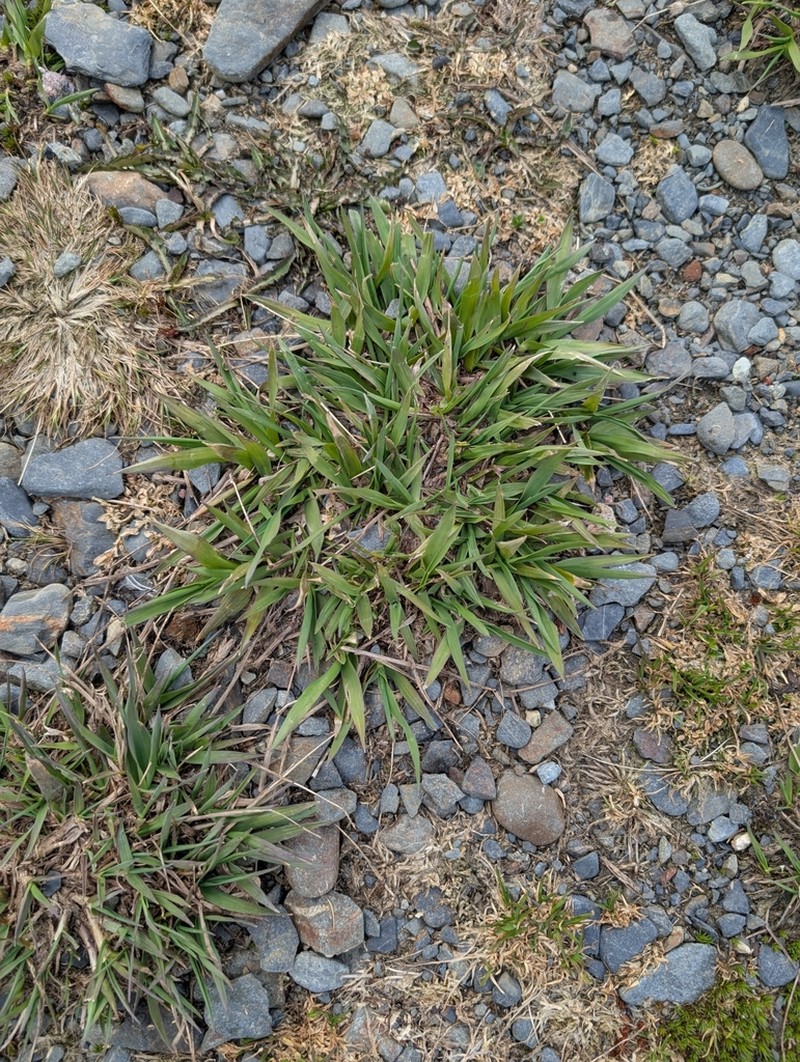 Alpine Timothy photo 4