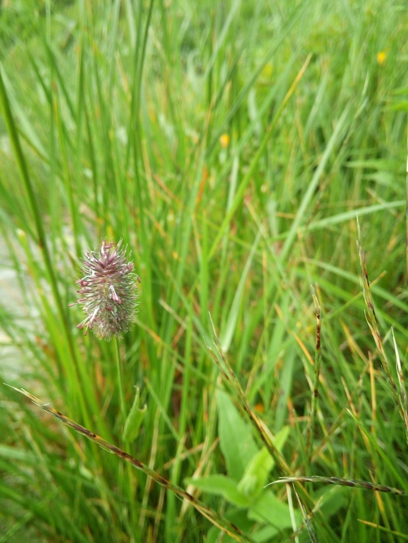 Alpine Timothy photo 5