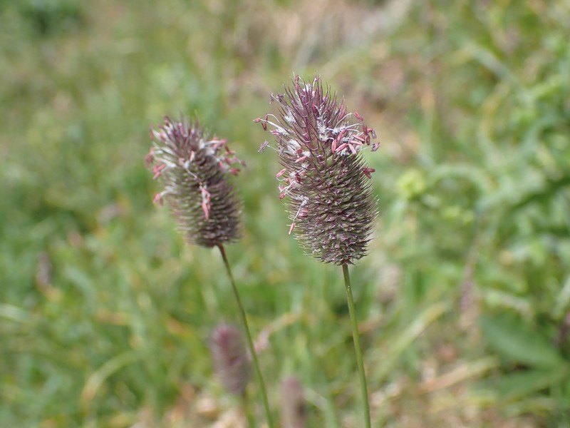 Alpine Timothy photo 6