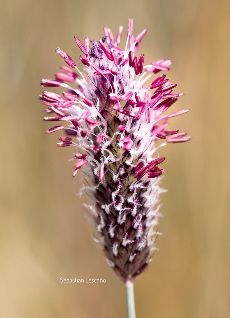 Alpine Timothy photo 7