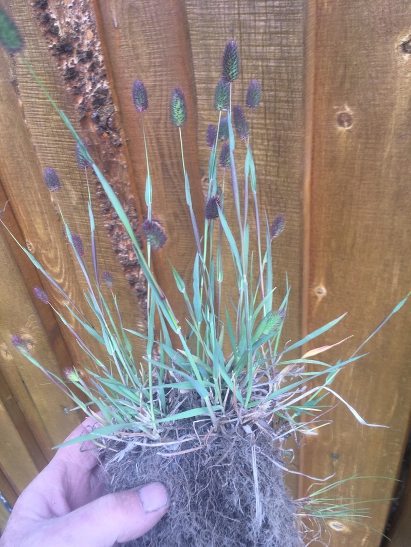 Alpine Timothy photo 8