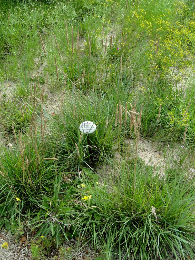 Boehmer's Cat's-Tail