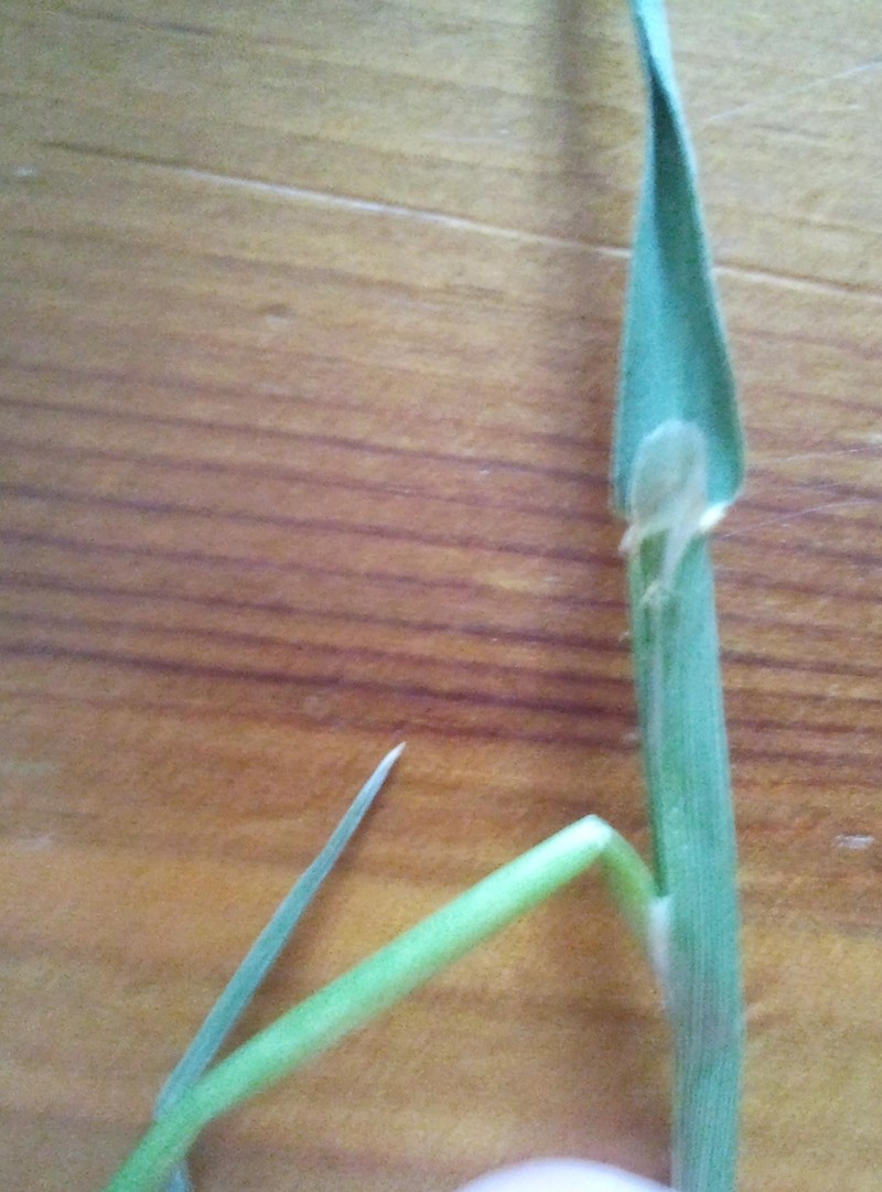 Timothy photo 5