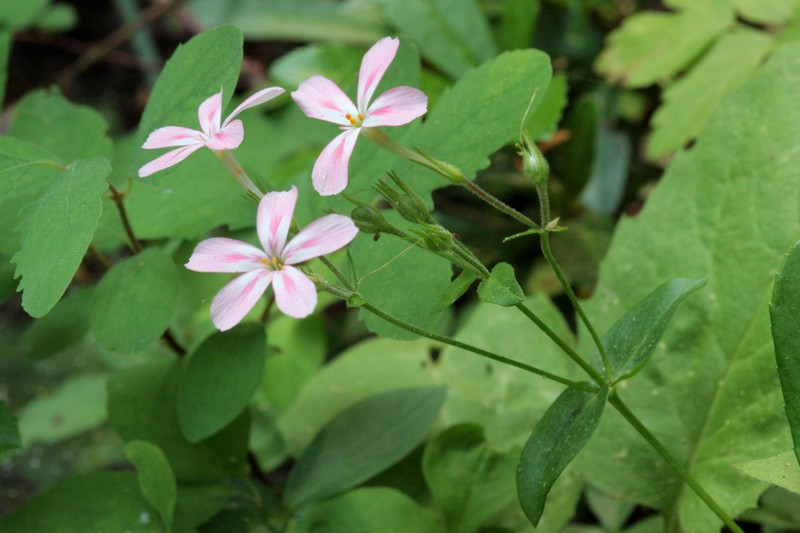 Northern Phlox photo 4