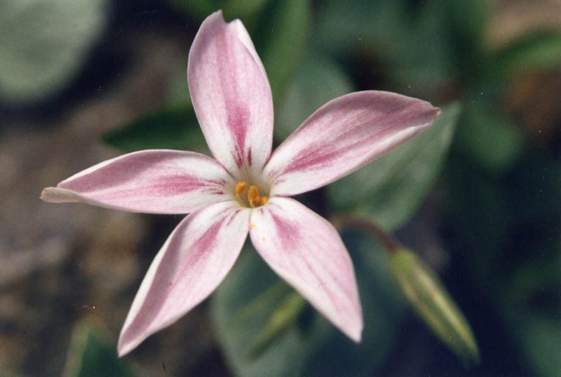 Northern Phlox photo 5