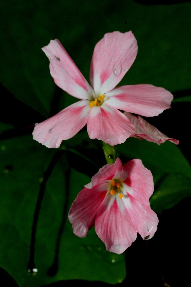 Northern Phlox photo 6