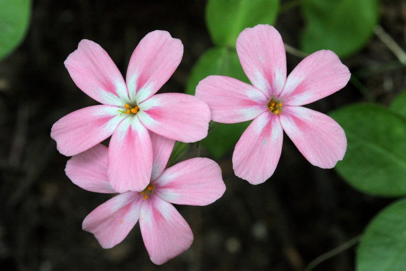 Northern Phlox photo 2