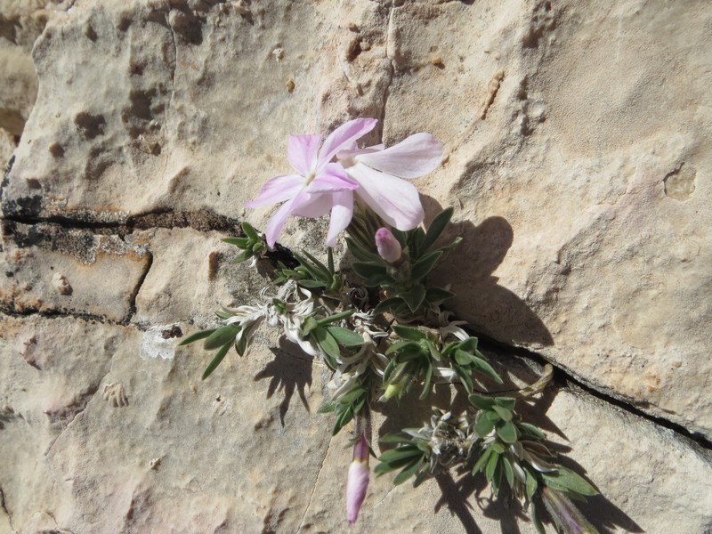 Alyssumleaf Phlox photo 2