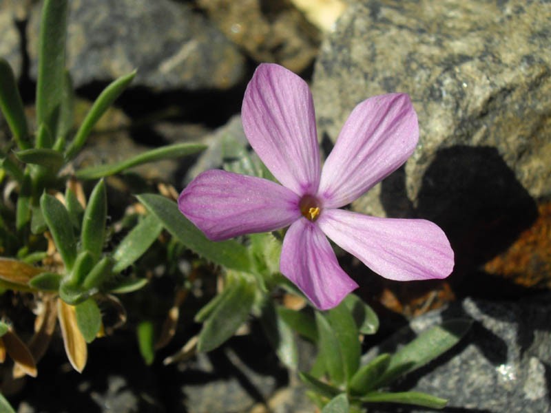 Alyssumleaf Phlox photo 3