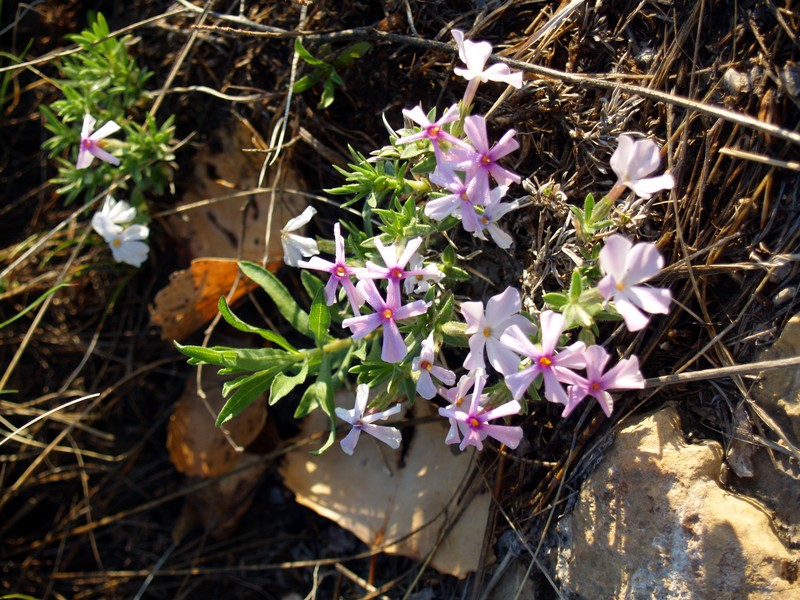 Alyssumleaf Phlox