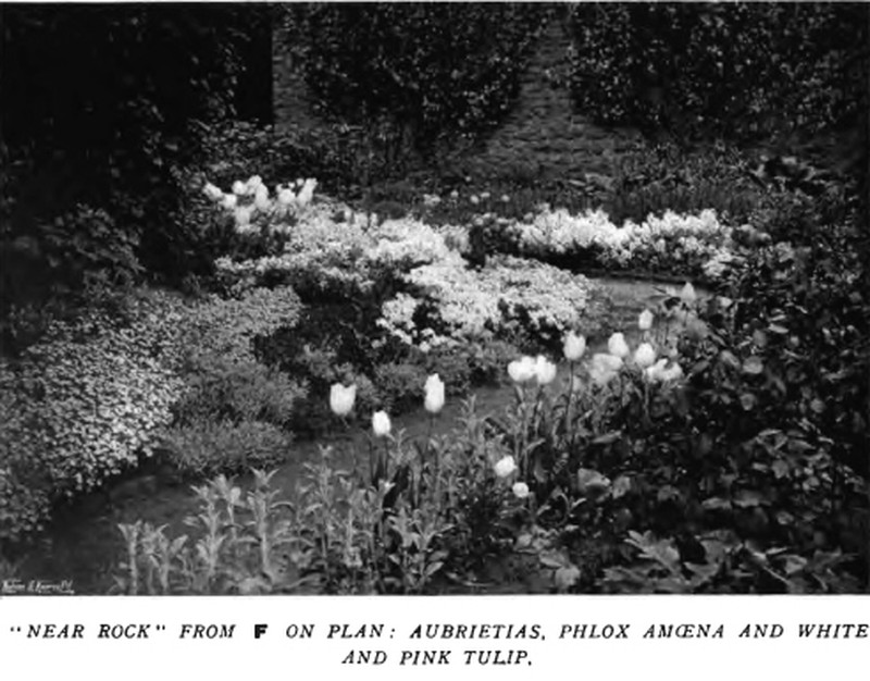 Hairy Phlox photo 4