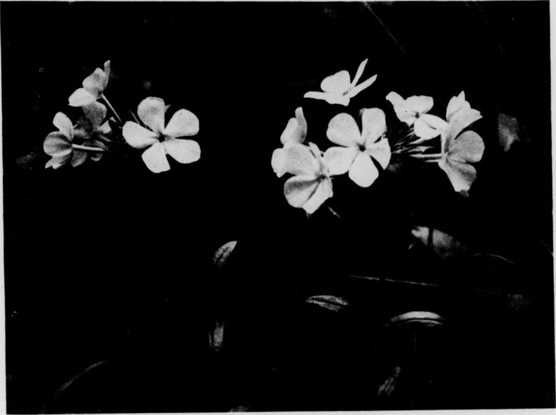 Hairy Phlox photo 5
