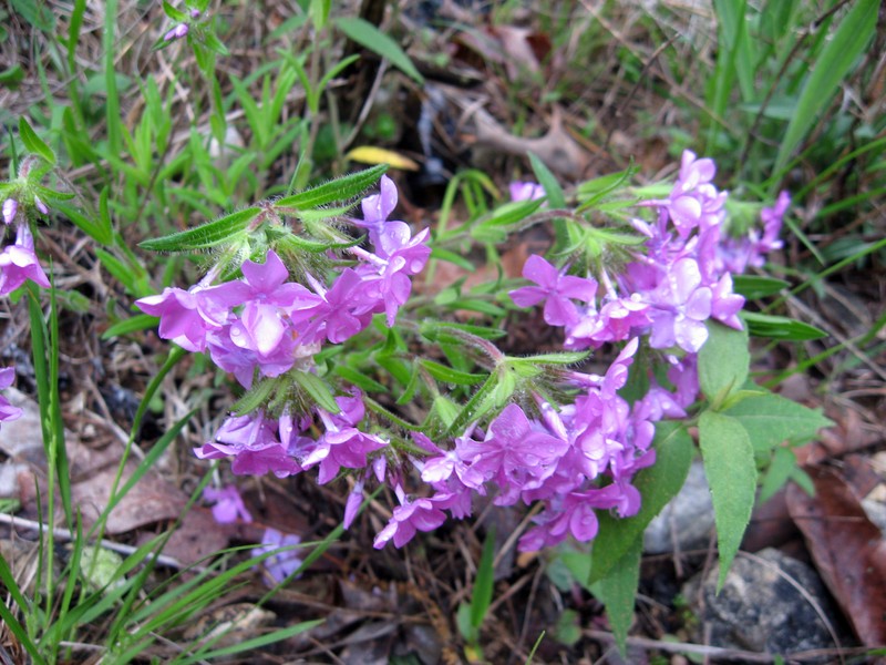 Hairy Phlox
