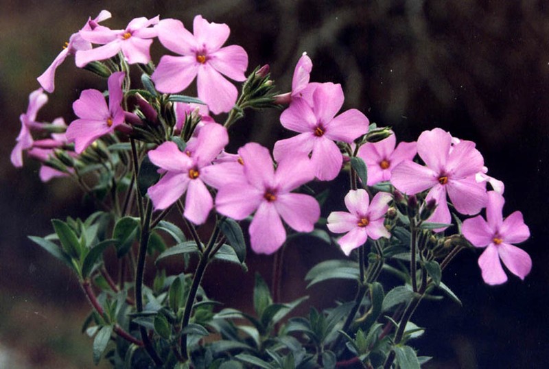 Hairy Phlox photo 2