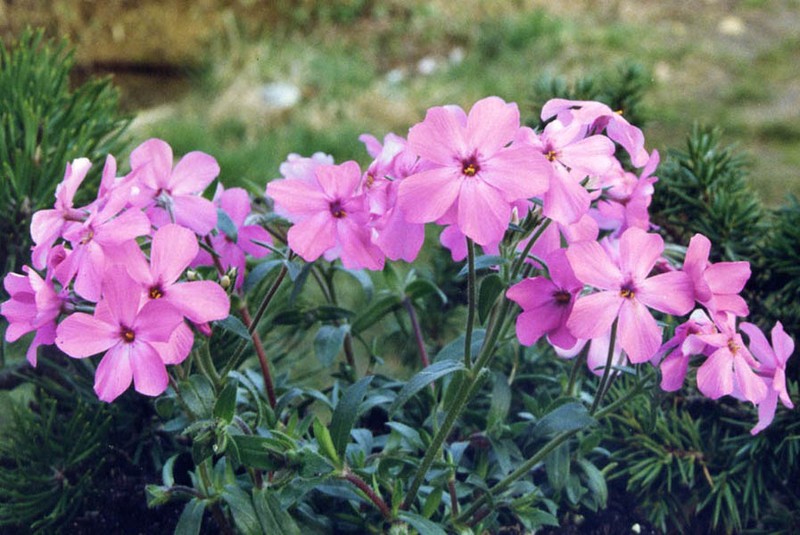 Hairy Phlox photo 3
