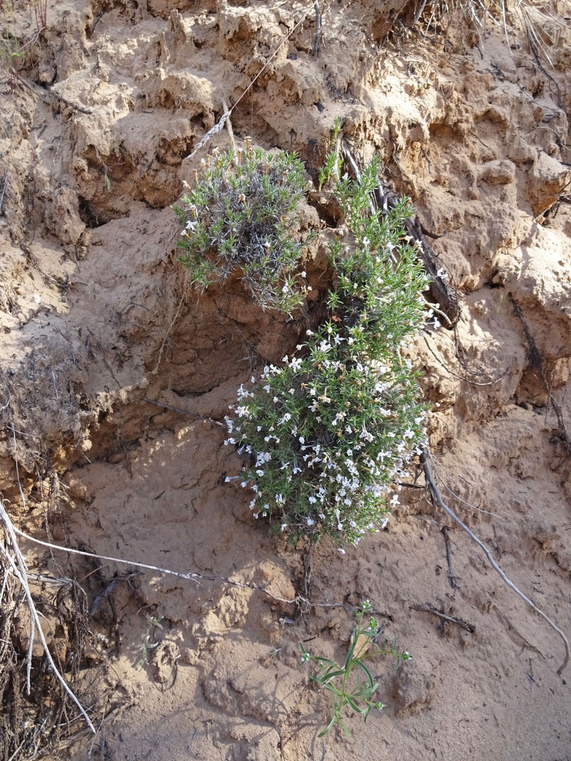 Mountain Phlox photo 4