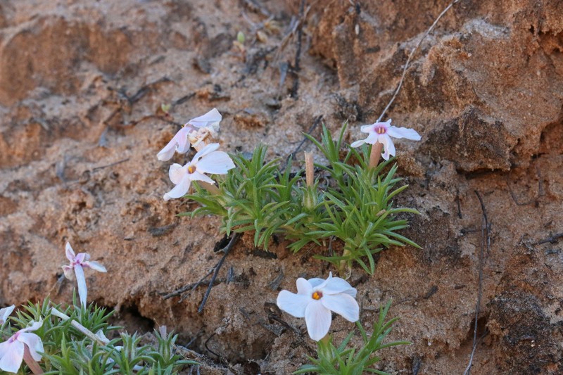 Mountain Phlox photo 5