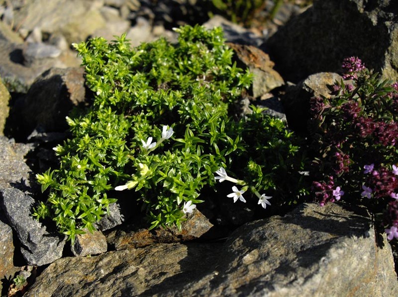 Mountain Phlox photo 2