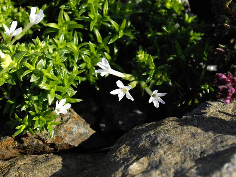 Mountain Phlox photo 3