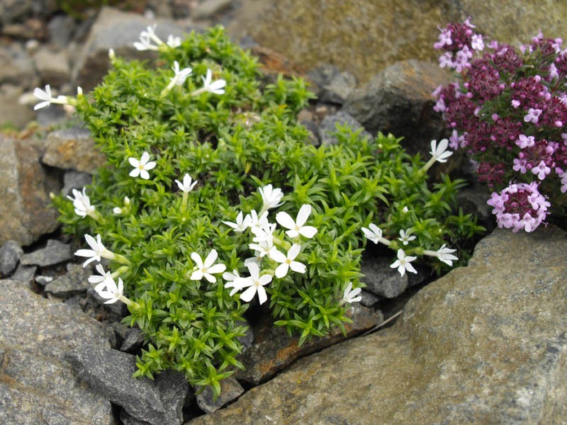 Mountain Phlox
