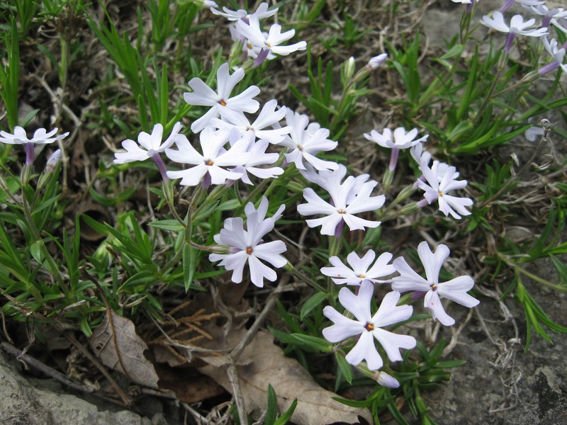 Cleft Phlox