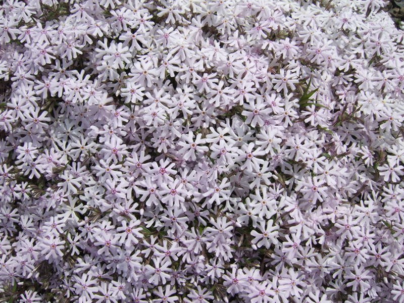Cleft Phlox photo 2