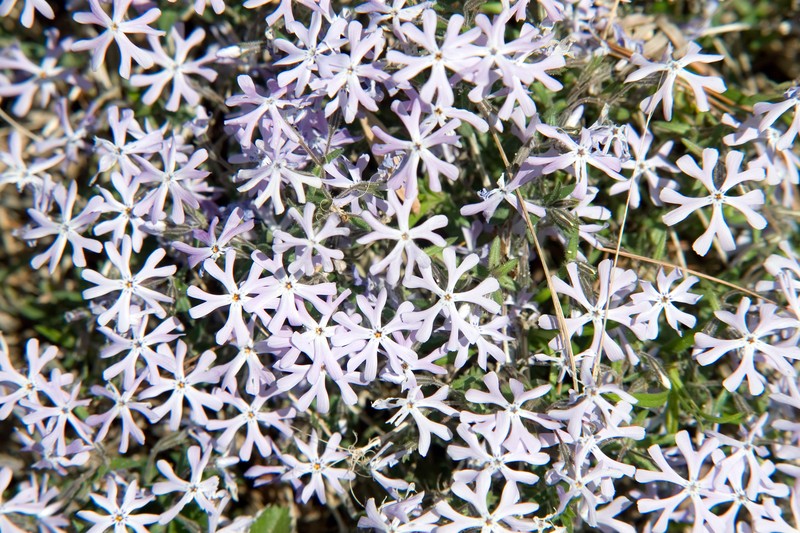 Cleft Phlox photo 3