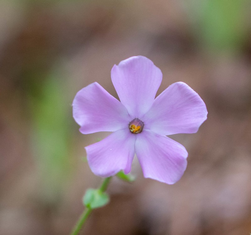 Swordleaf Phlox photo 2