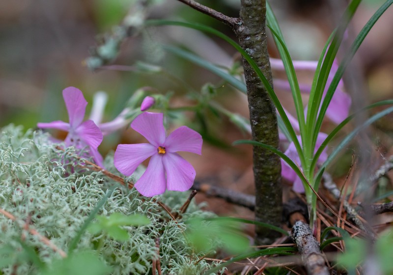 Swordleaf Phlox