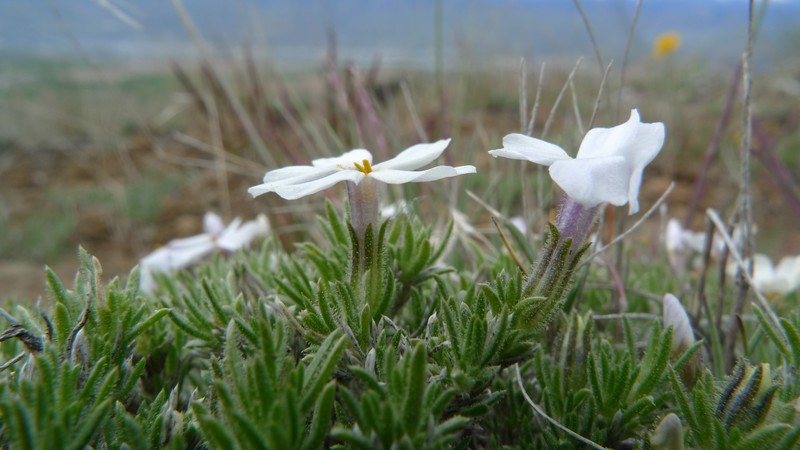 Tufted Phlox photo 2