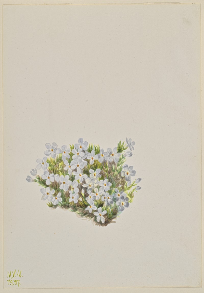 Tufted Phlox photo 3