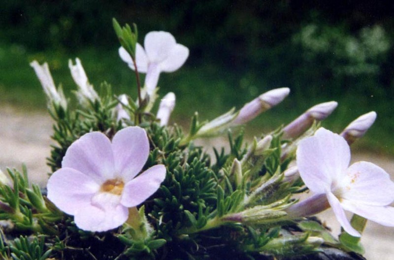 Tufted Phlox
