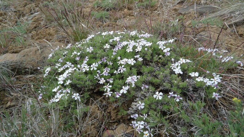 Tufted Phlox photo 4