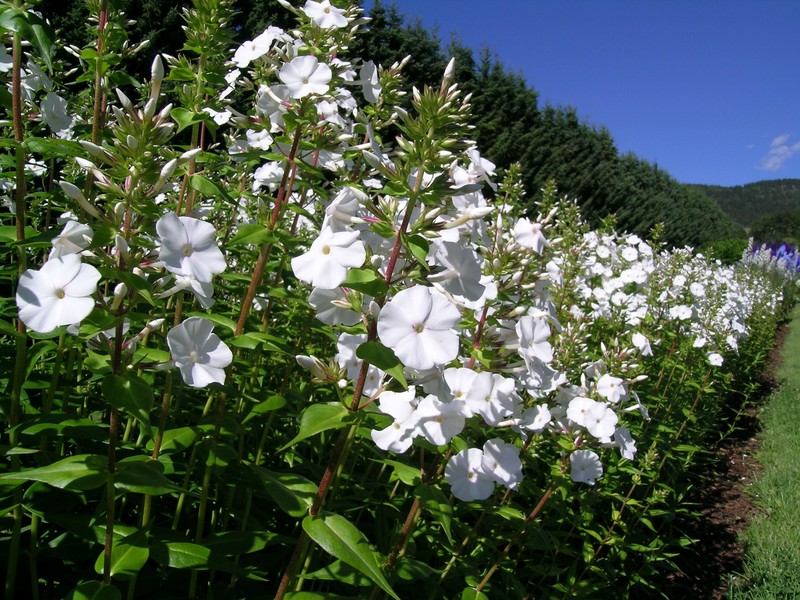 Thickleaf Phlox