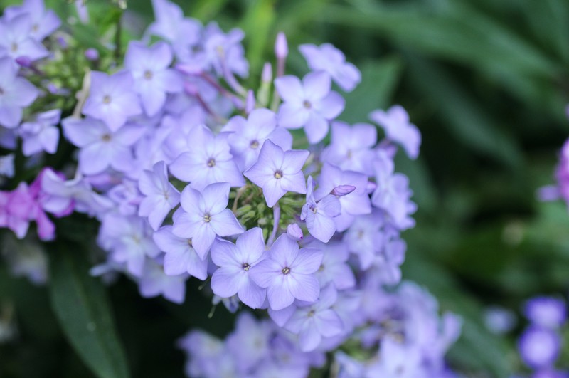 Thickleaf Phlox photo 2