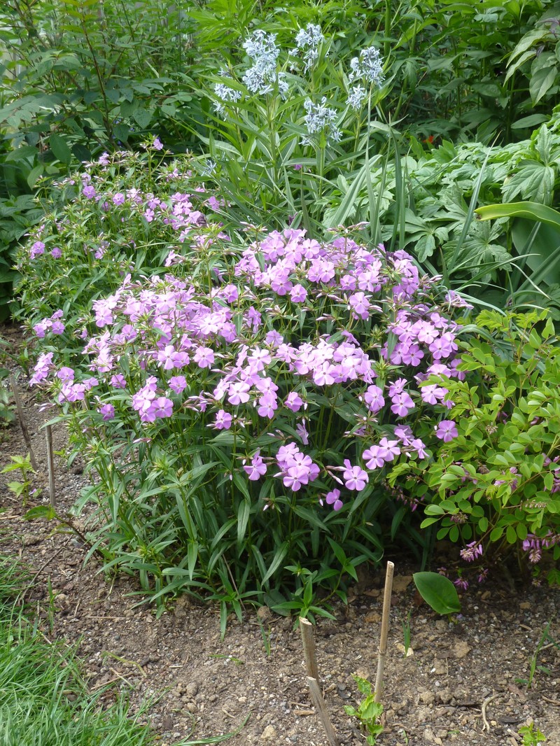 Thickleaf Phlox photo 3